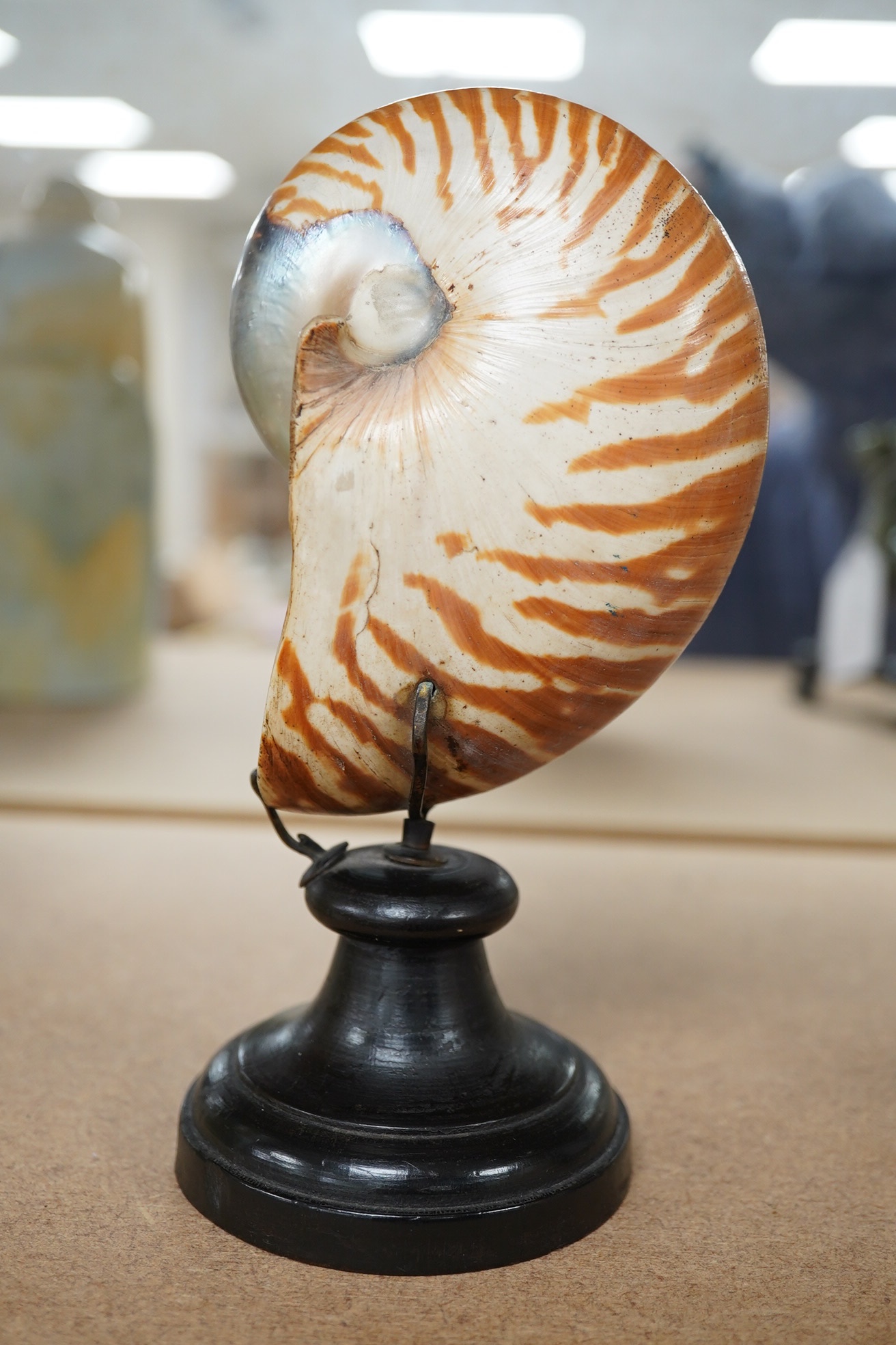 A natural history interest nautilus shell specimen, raised on turned wood stand, 19cm high. Condition - Good